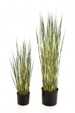 Horsetail - Paardenstaart 80cm (laatste)